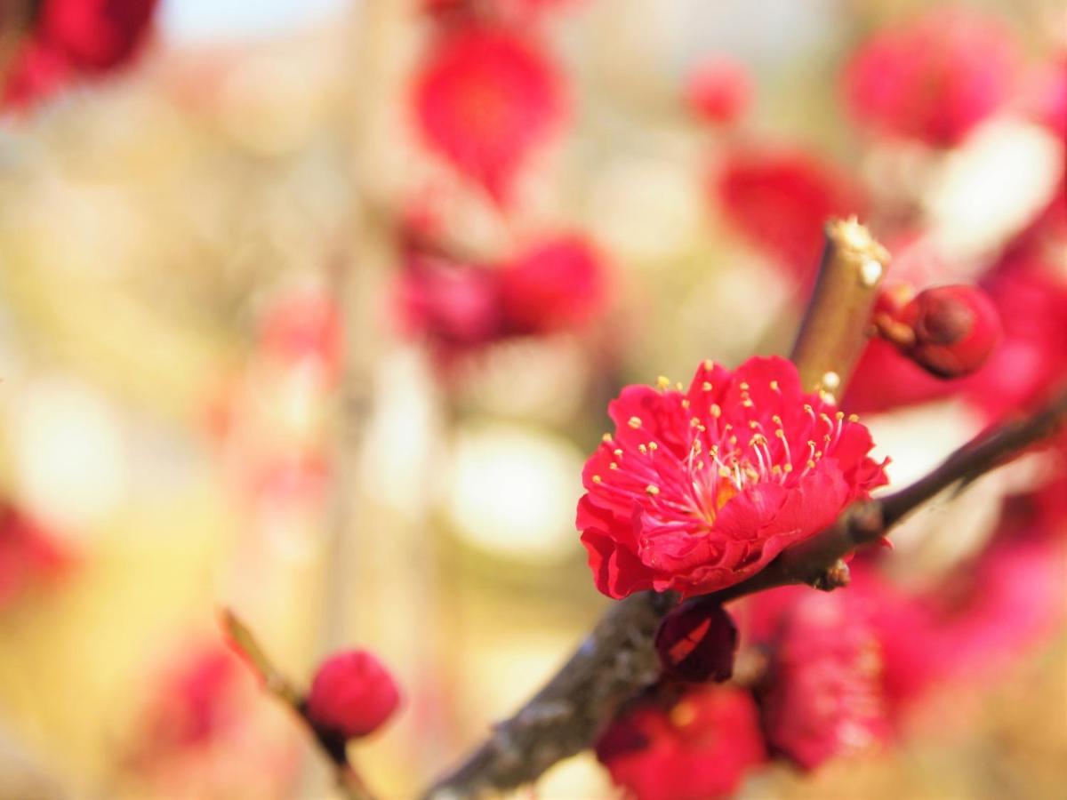 Stay Sakura Kyoto Kiyomizu Ougi Εξωτερικό φωτογραφία